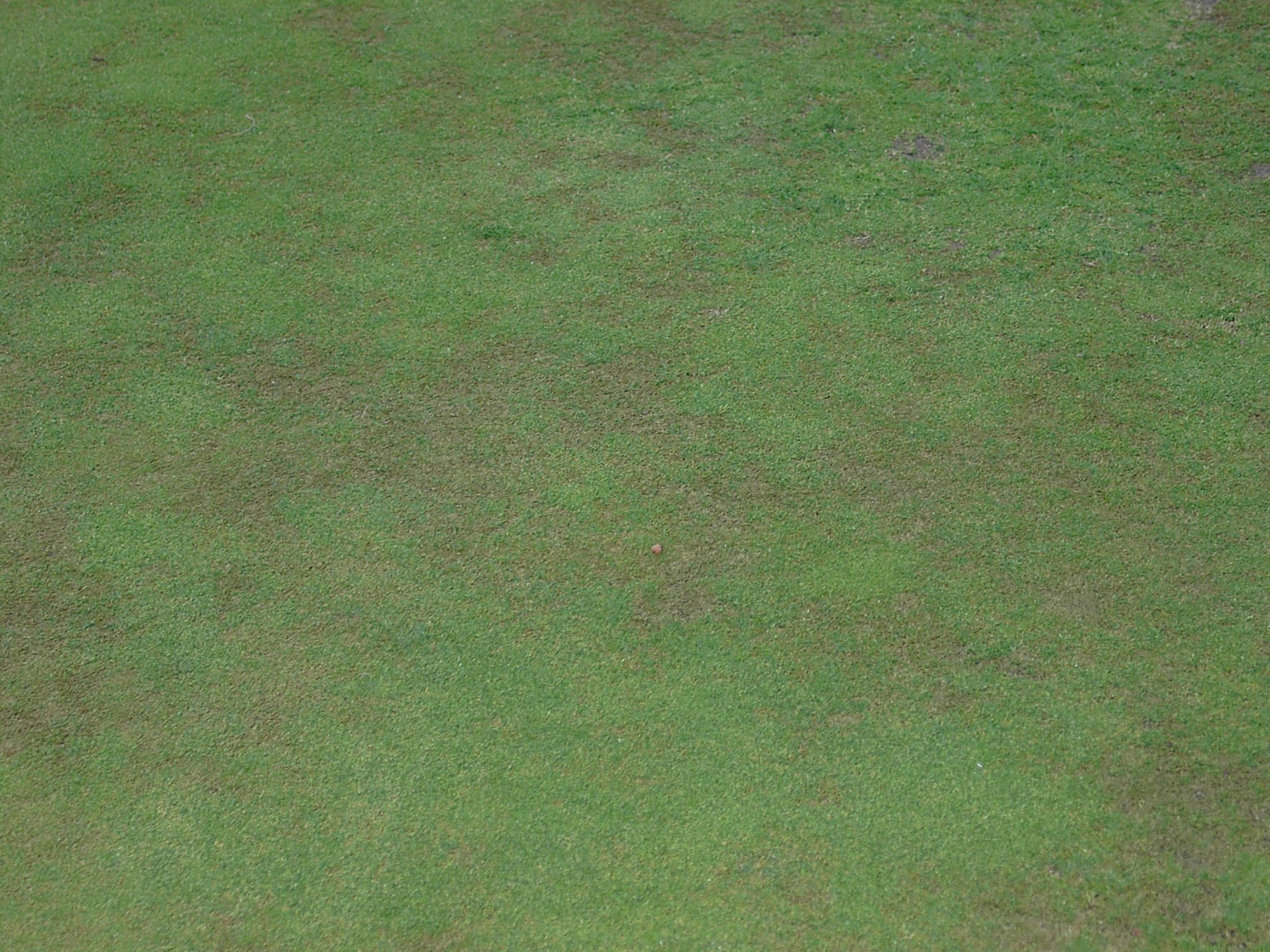 anthracnose foliar blight 