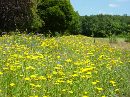 Top Green Euroflor flowers at Sundridge Park Golf Club