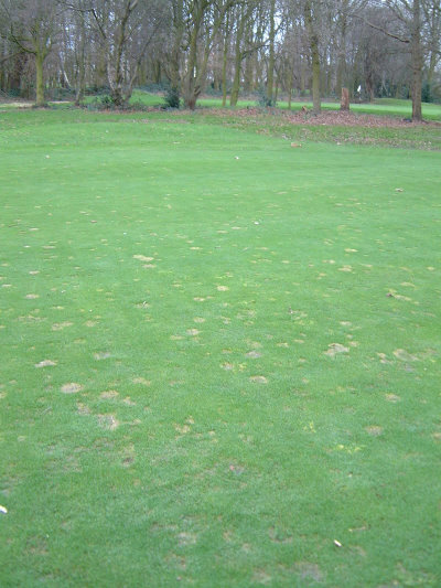 Fusarium damage