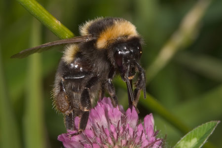 Bombus ruderatus