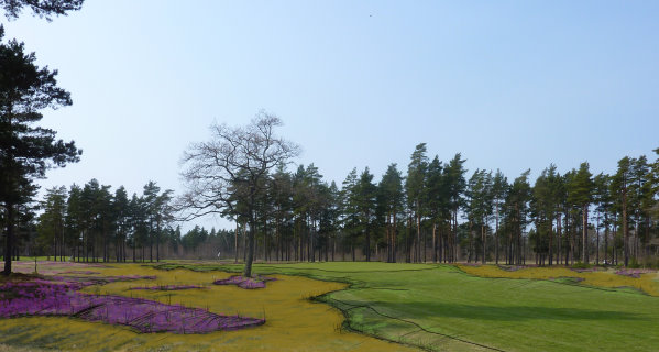 a concept sketch of how re(GOLF) intend to utilize heather and sand to create the heathland style