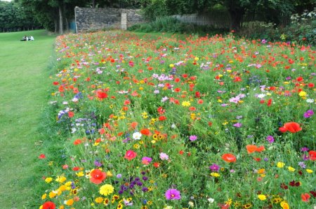 Euroflor Rainbow flower meadow 