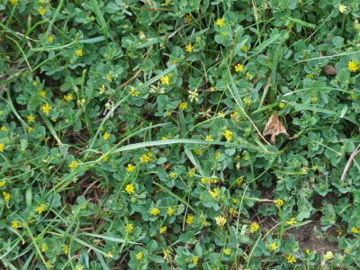 Yellow Suckling Clover