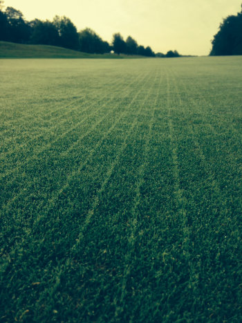 A golf green recently over-seeded with AberMajesty for improved greenness and disease resistance
