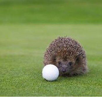 Hedgehog at Macdonald Portal Hotel, Golf & Spa