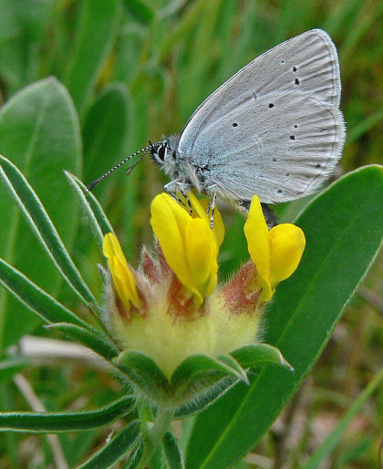 Small Blue on Kidney Vetch (Tim Melling)