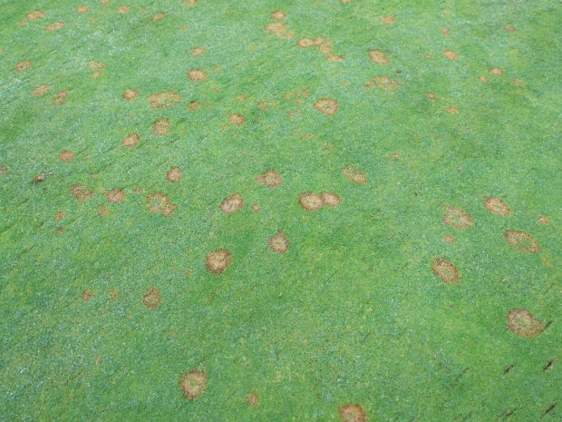 Fusarium - turf strongly affected in conducive weather