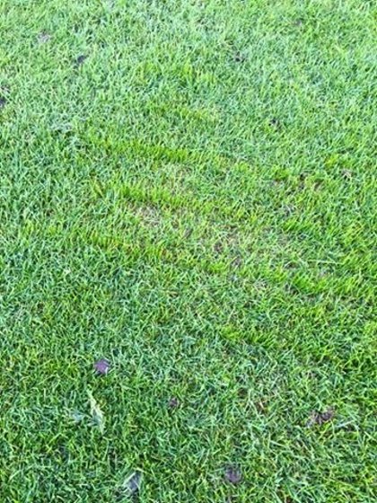 The result of overseeding with Rigby Taylor’s R9 at Banchory Golf Club