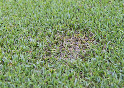 Microdochium spreading on green collar 