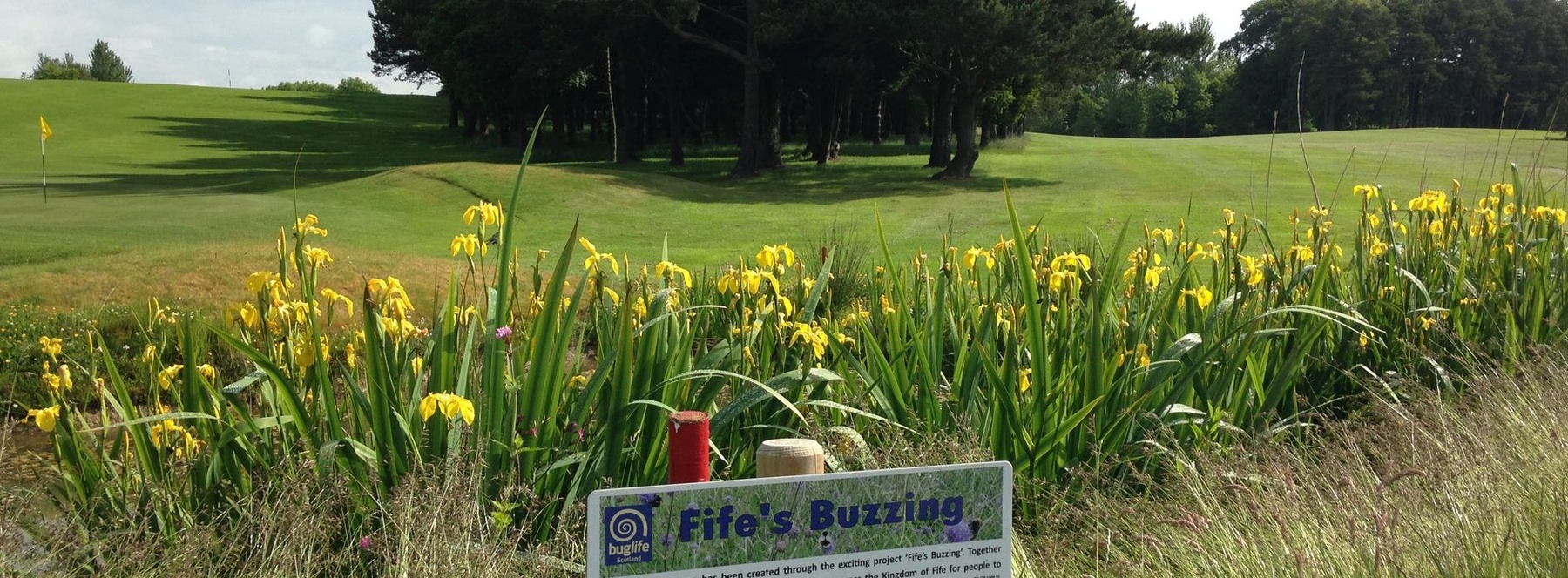 Fife Golf Trust Fife's Buzzing project to encourage pollinators and enhance biodiversity