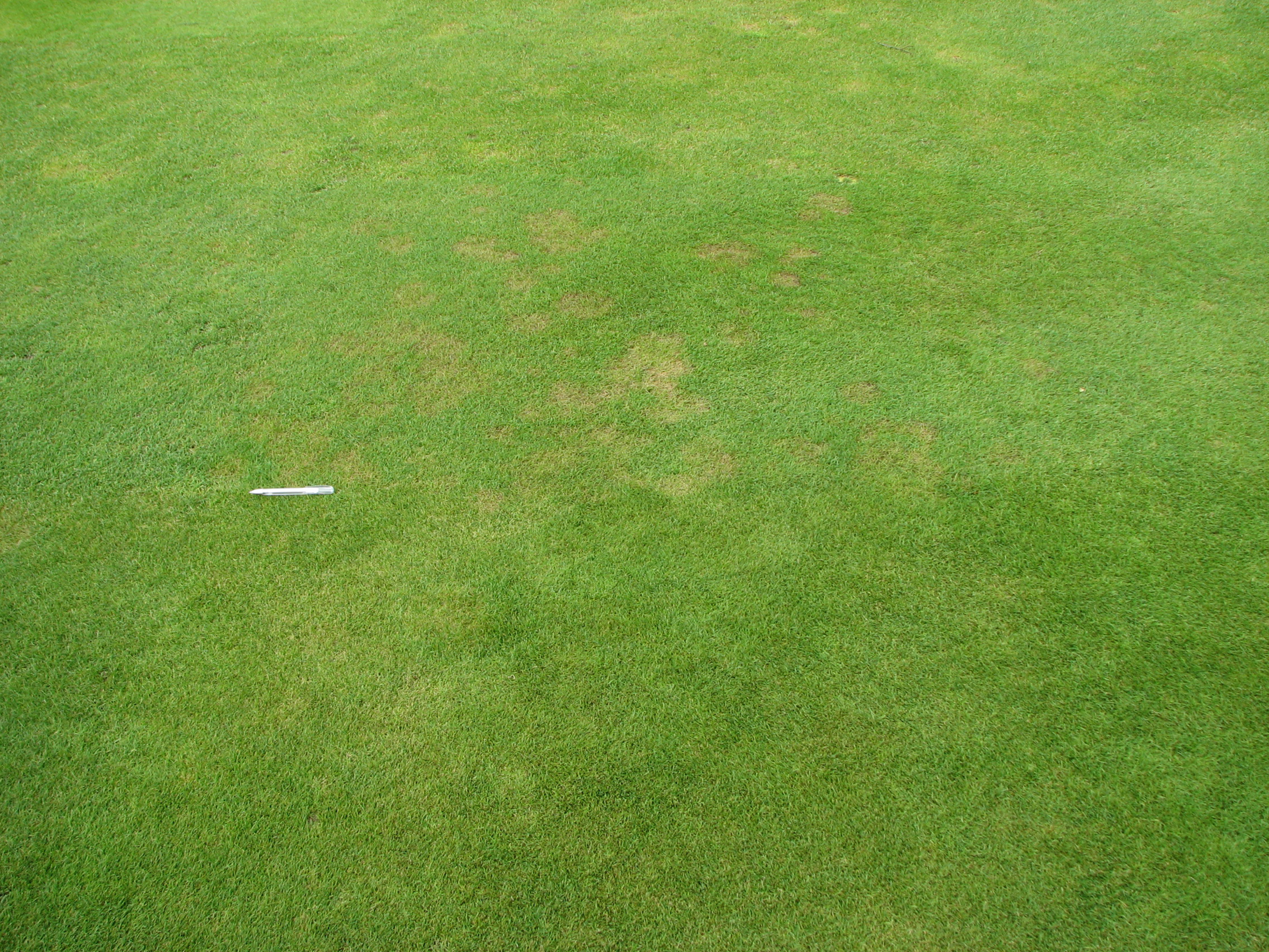 A8 Ultrafine Ryegreens is perfect for repairing scarring left by diseases such as Microdochium patch (Fusarium)