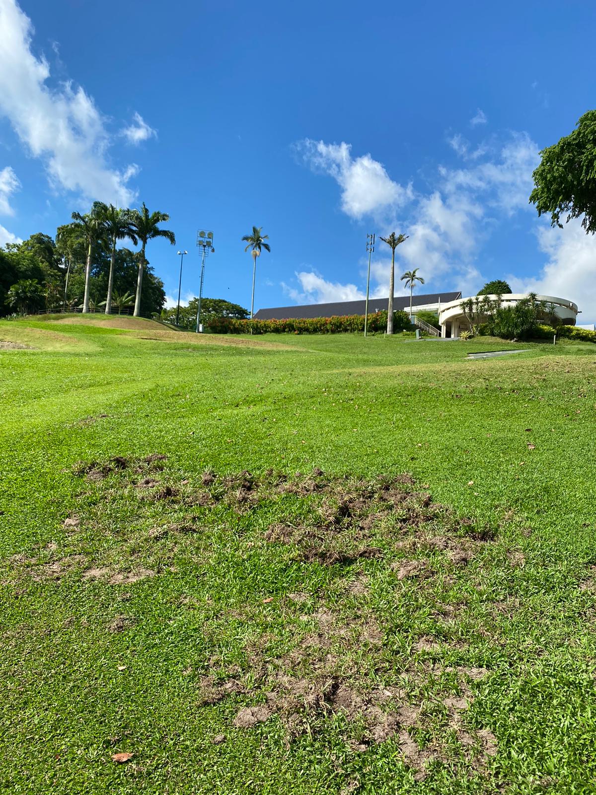 Wild boar damage at Singapore Island Country Club