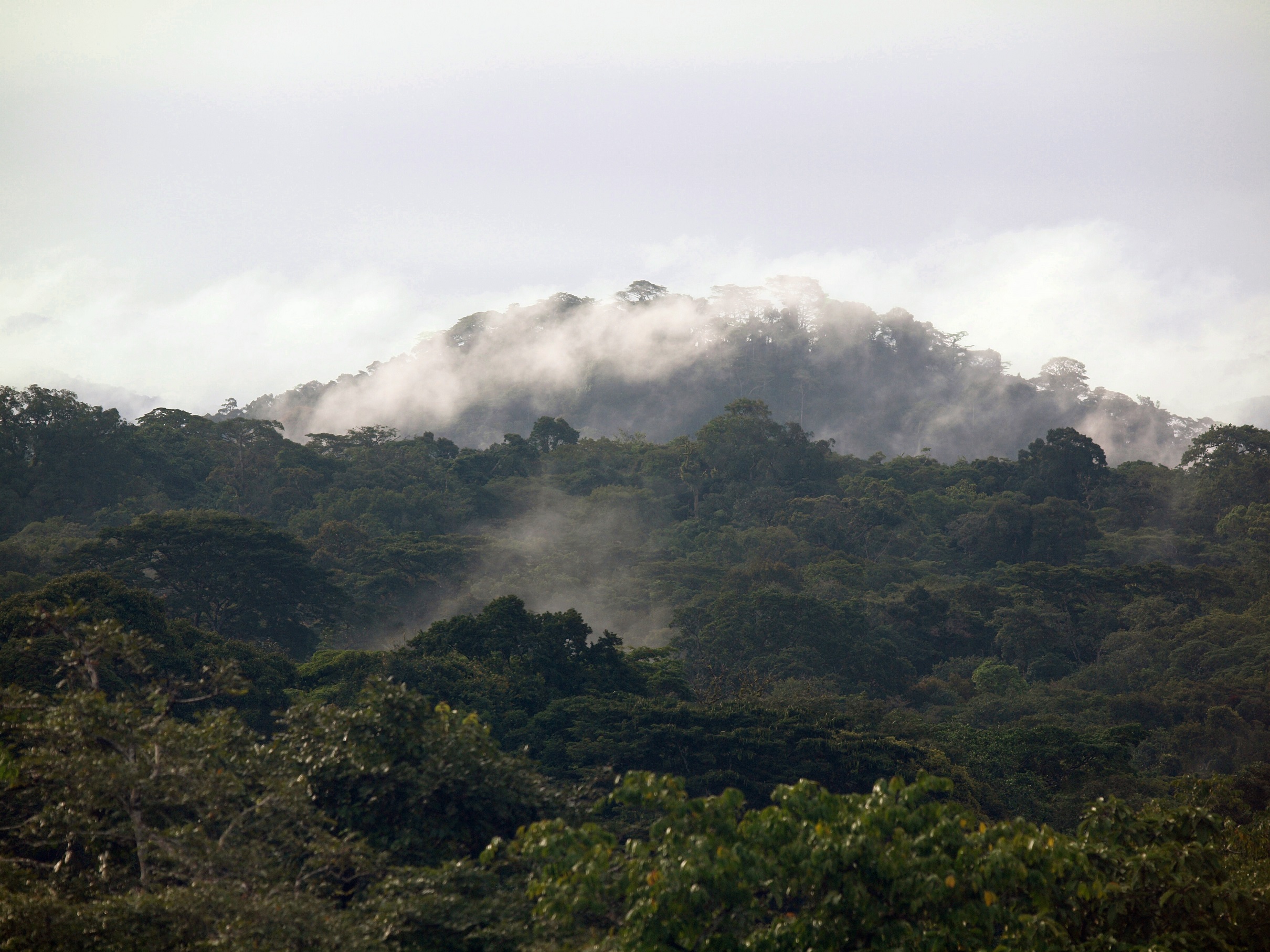 Gola Rainforest, Sierra Leone