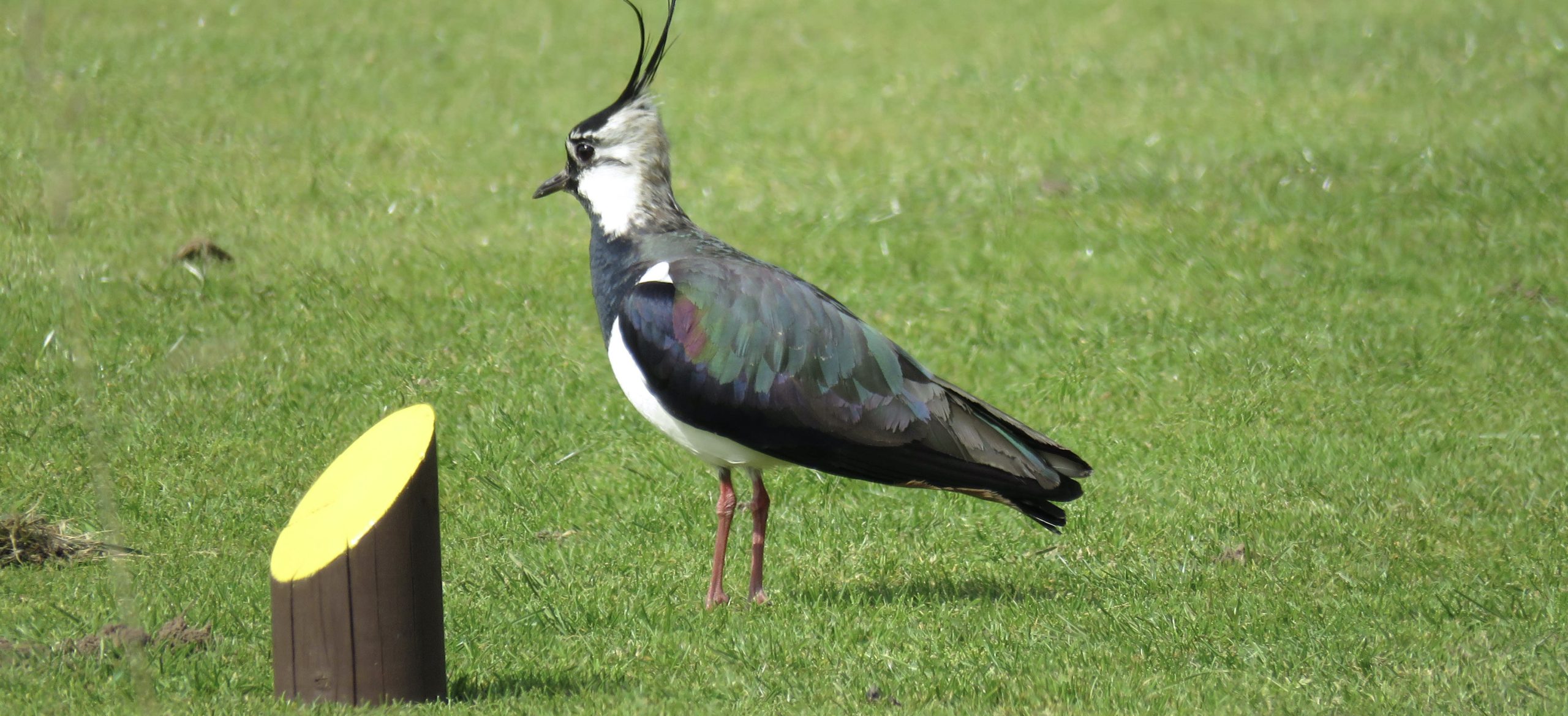 A lapwing at Avro Golf Club in Stockport