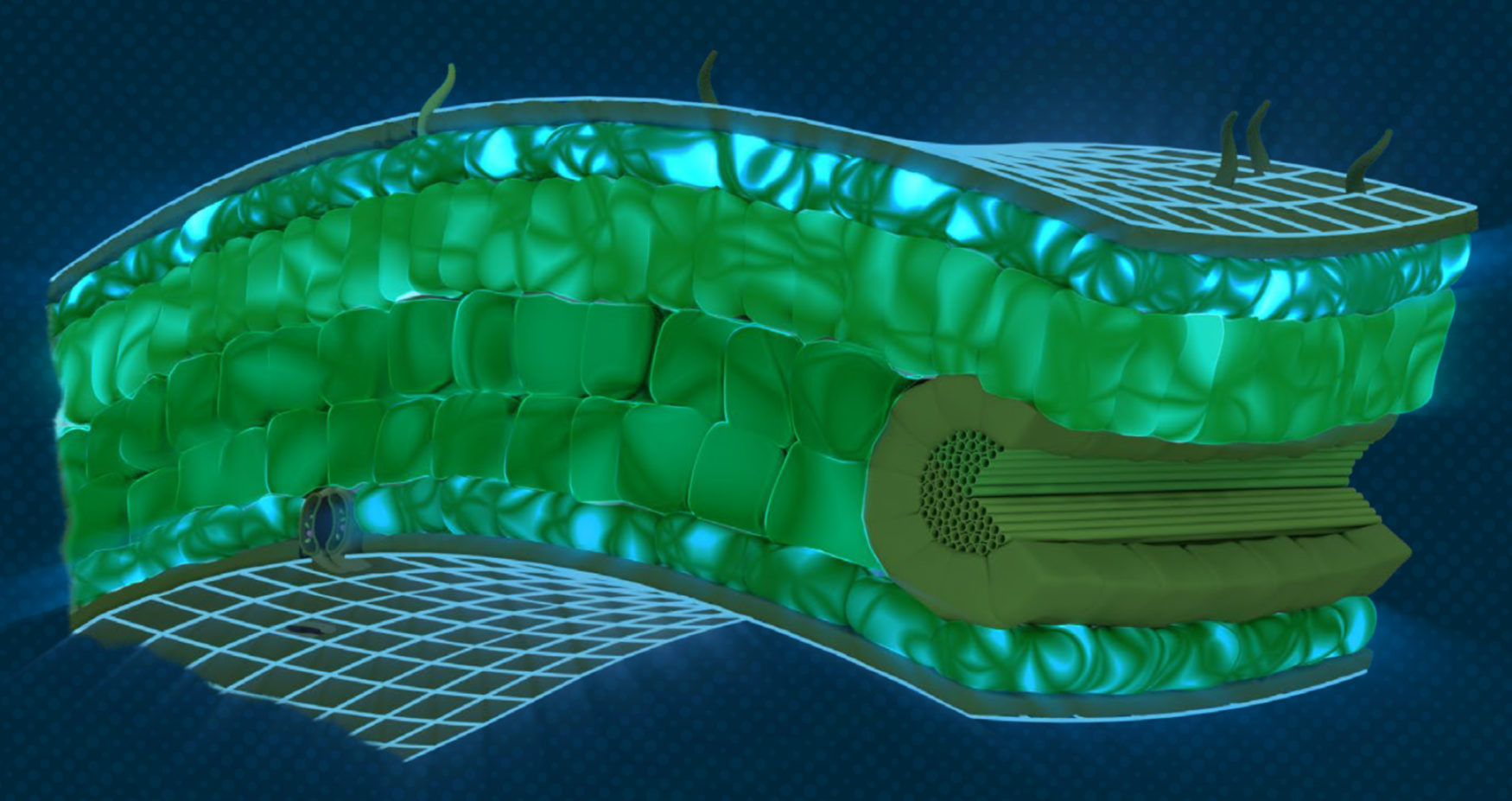 Hicure activity zones in the leaf