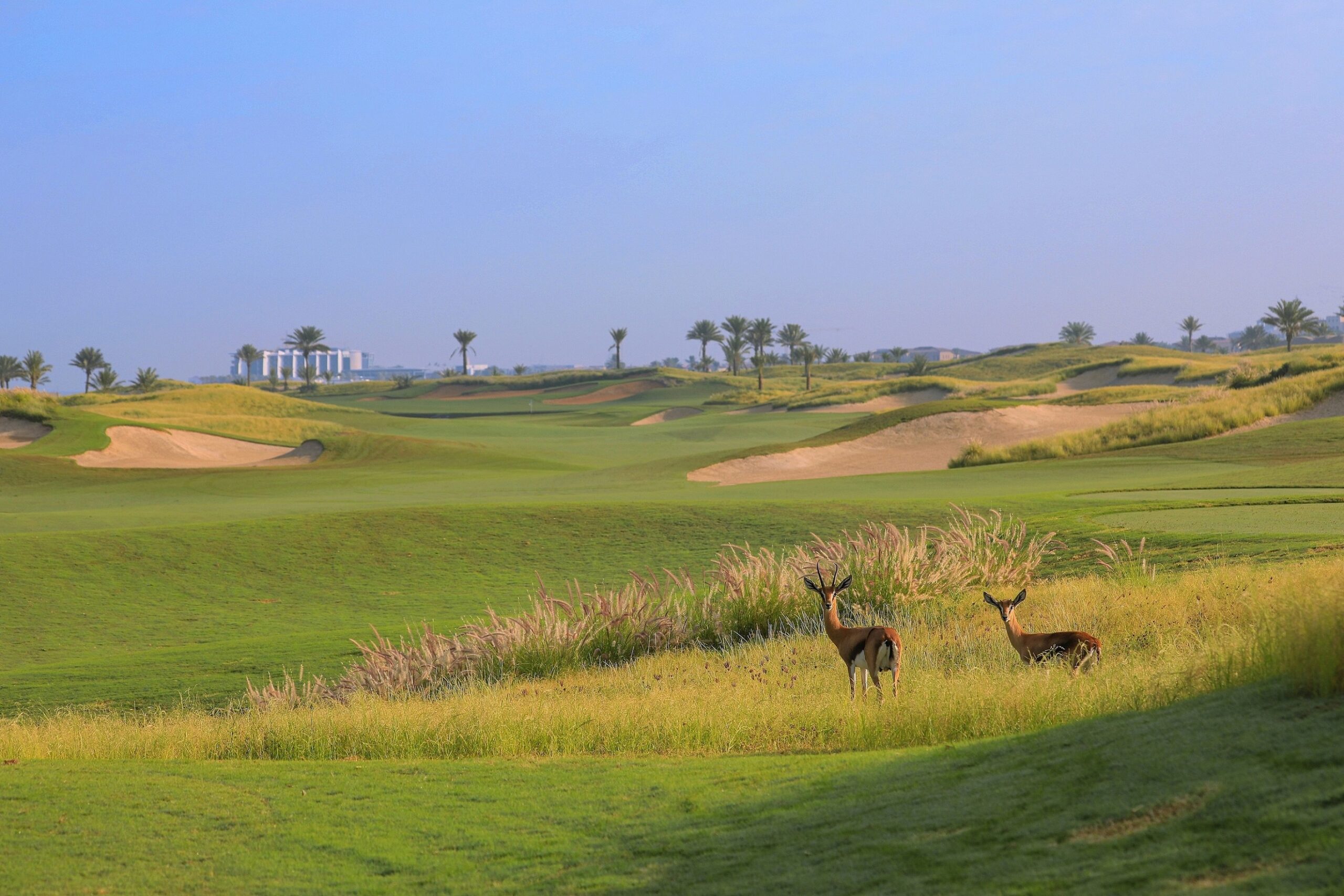 Gazelles at Saadiyat Beach Golf Club