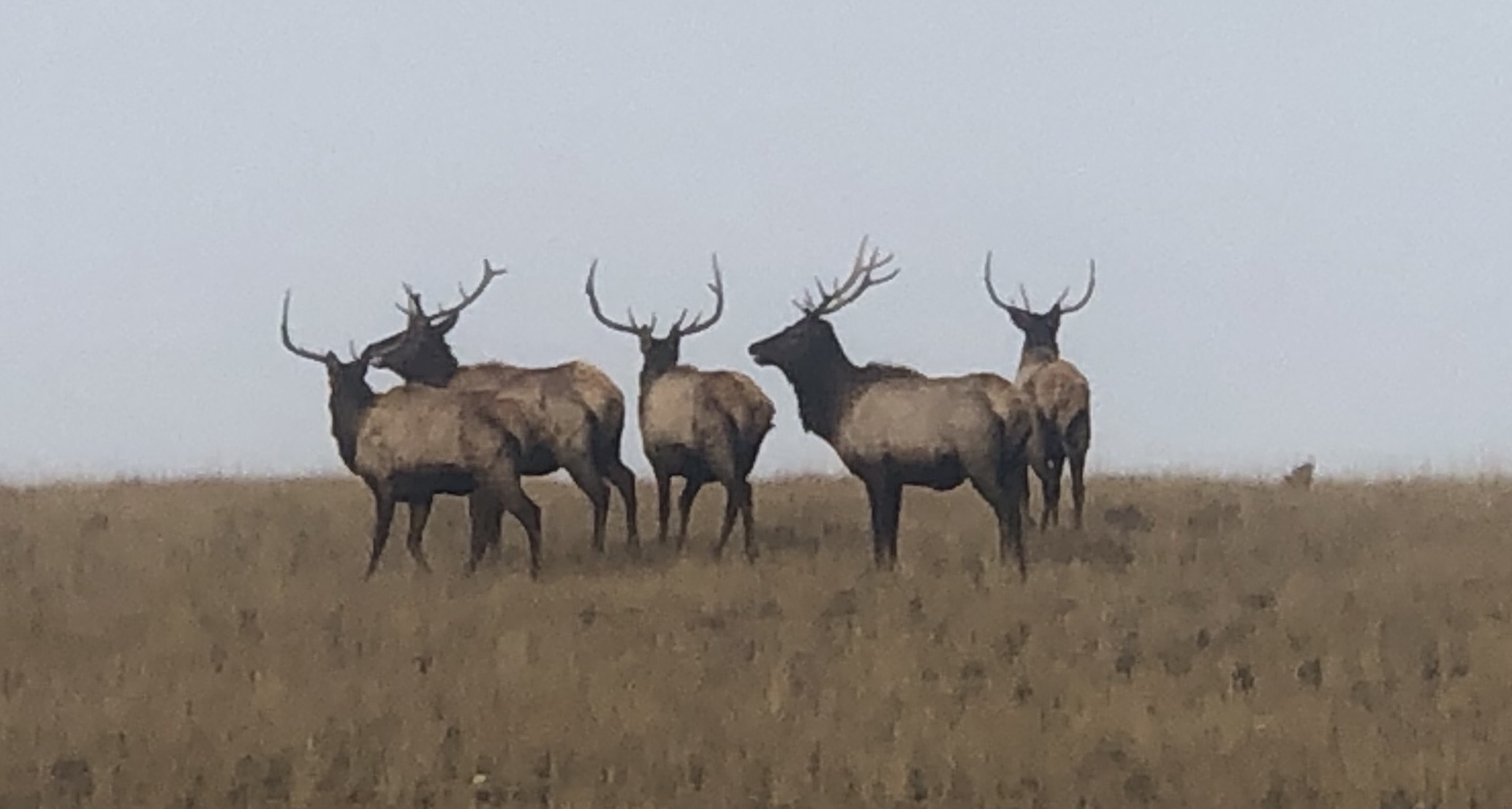 Herds of Elk have left their mark on the course at Rock Creek in Montana