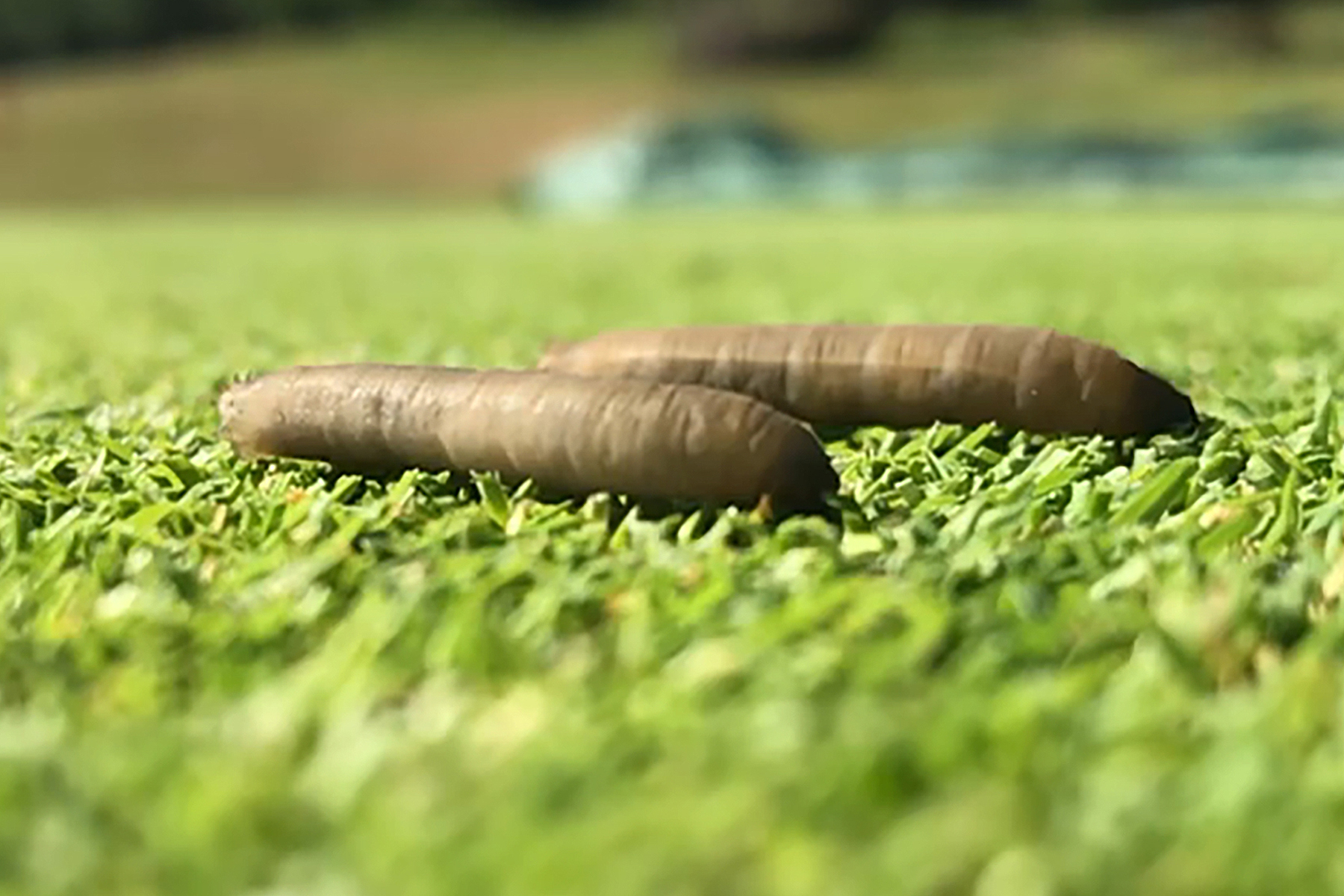 Leatherjacket on green