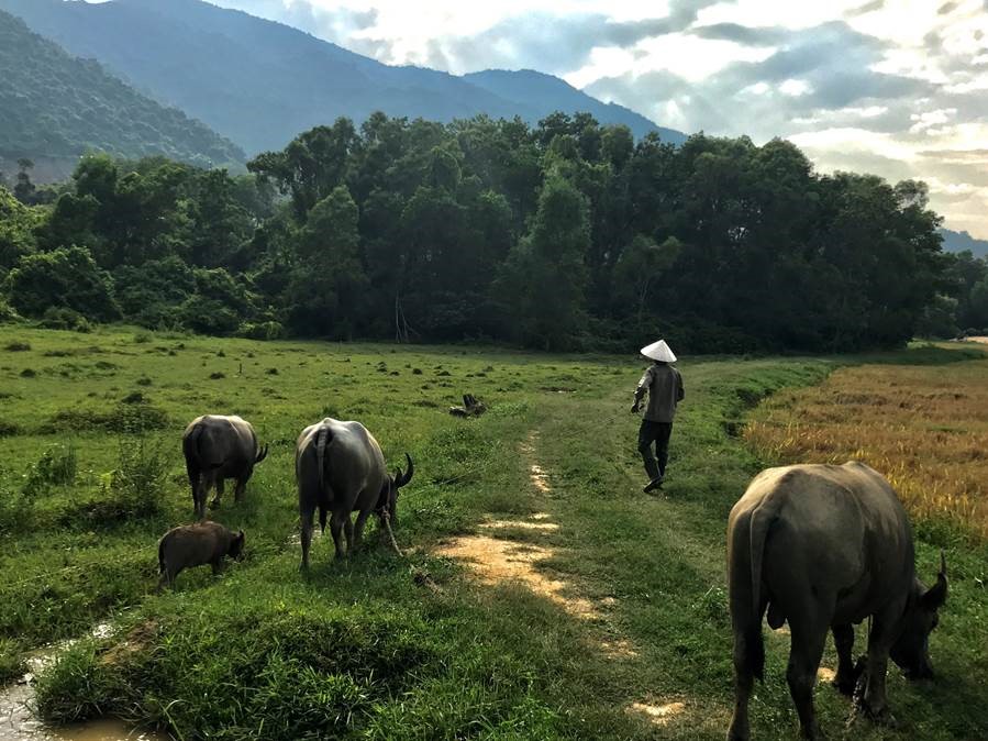 Green innovations include installing a family of water buffalo as “bio-mowers” on the golf course