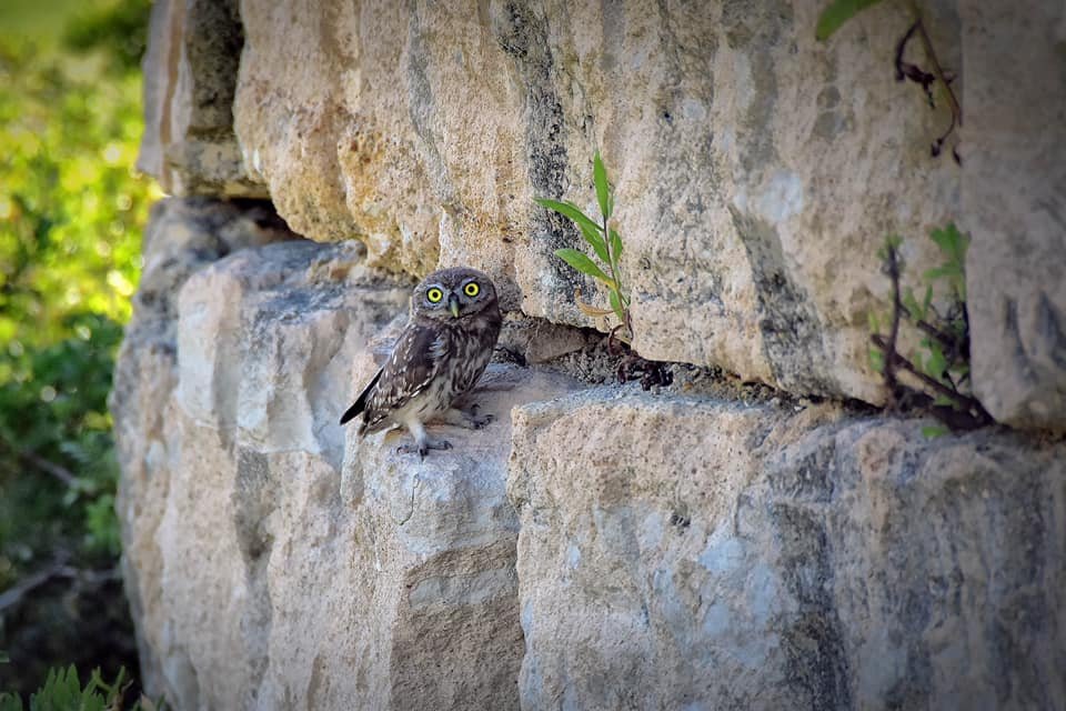 Minthis Golf Club in Cyprus won Sustainable Golf Highlight of the Year 2021