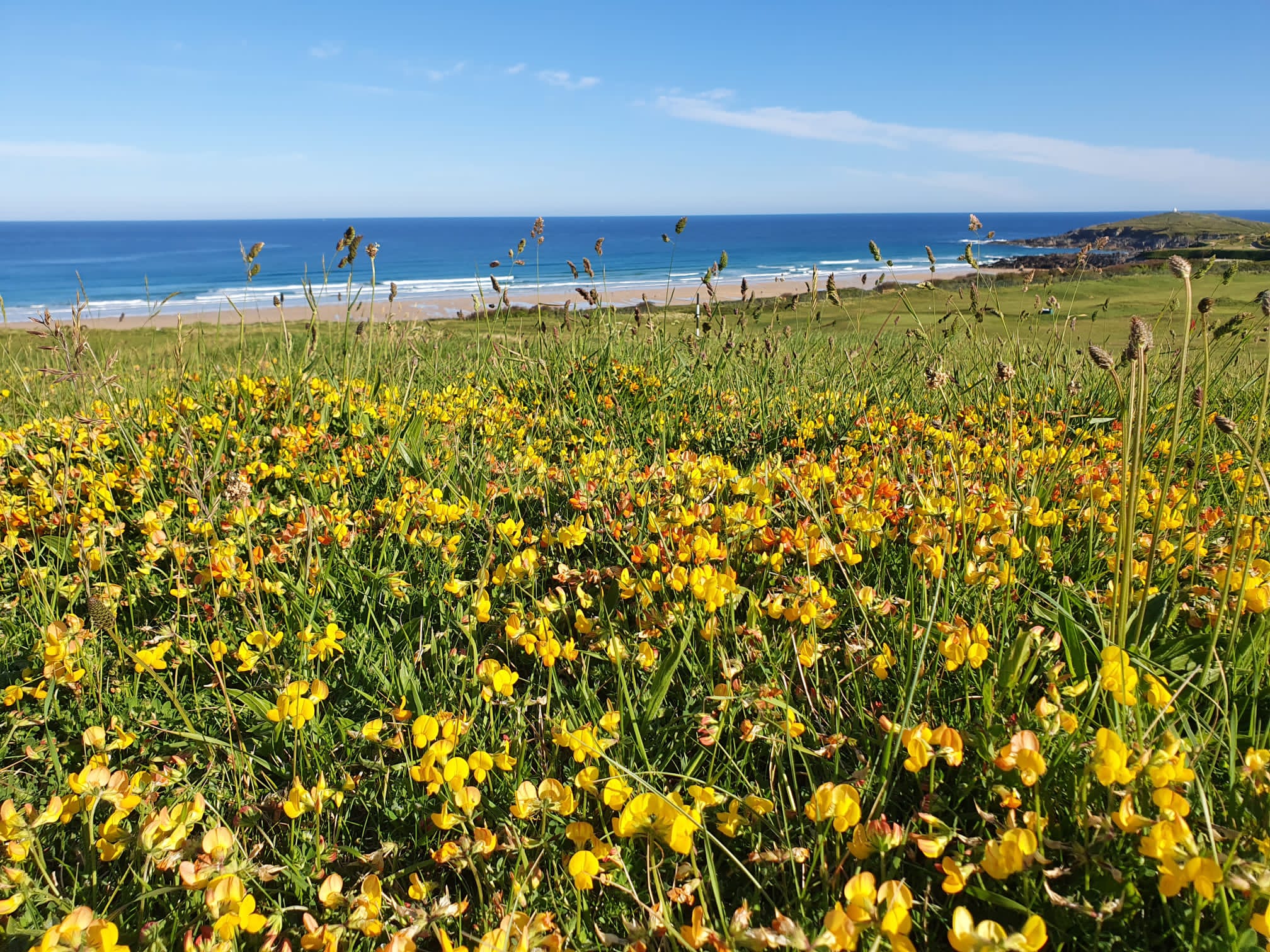 Newquay Golf Club out of play areas positively managed as attarctive habitats for pollinators.