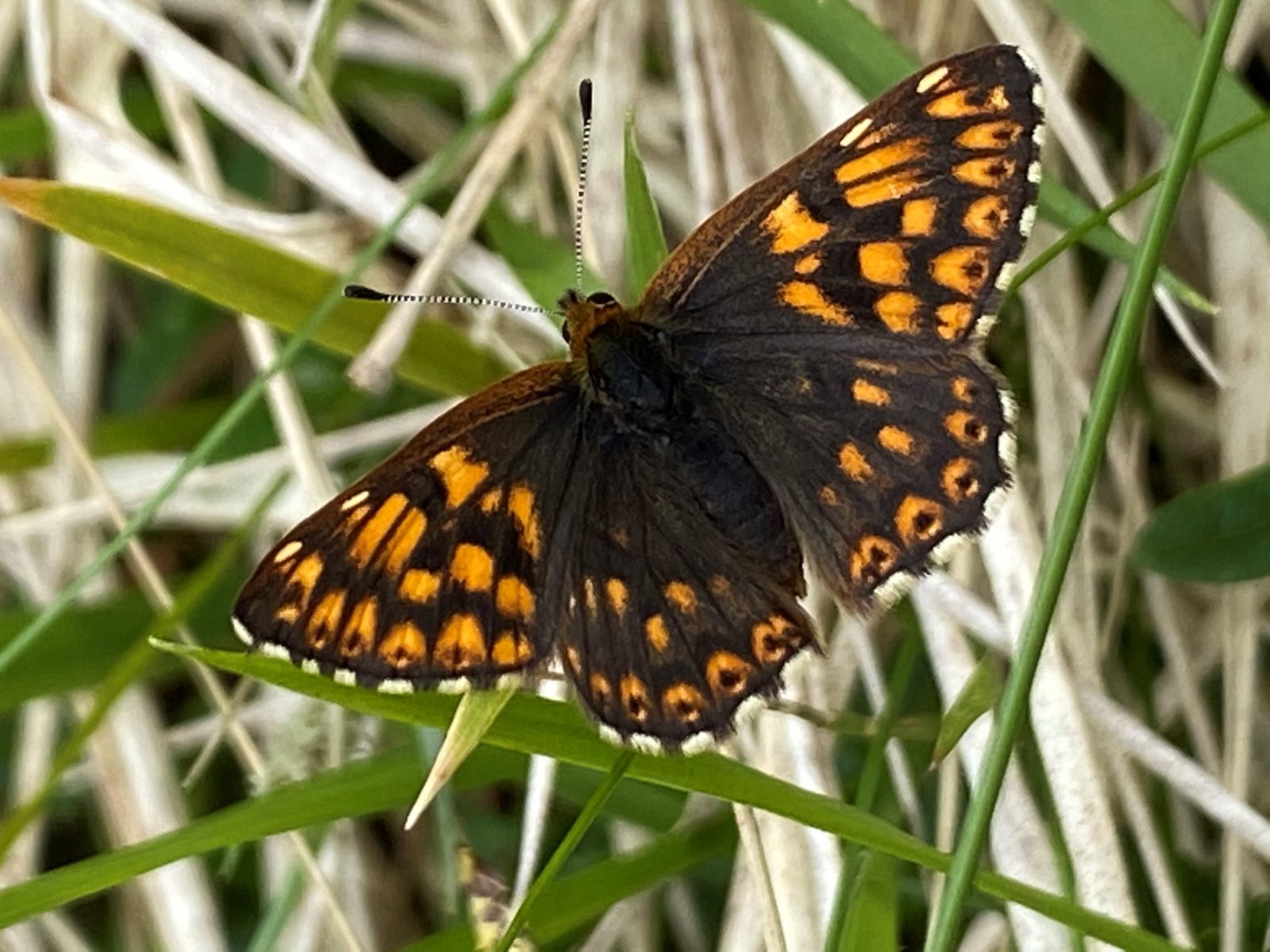 The nationally rare Duke of Burgundy fritillary butterfly
