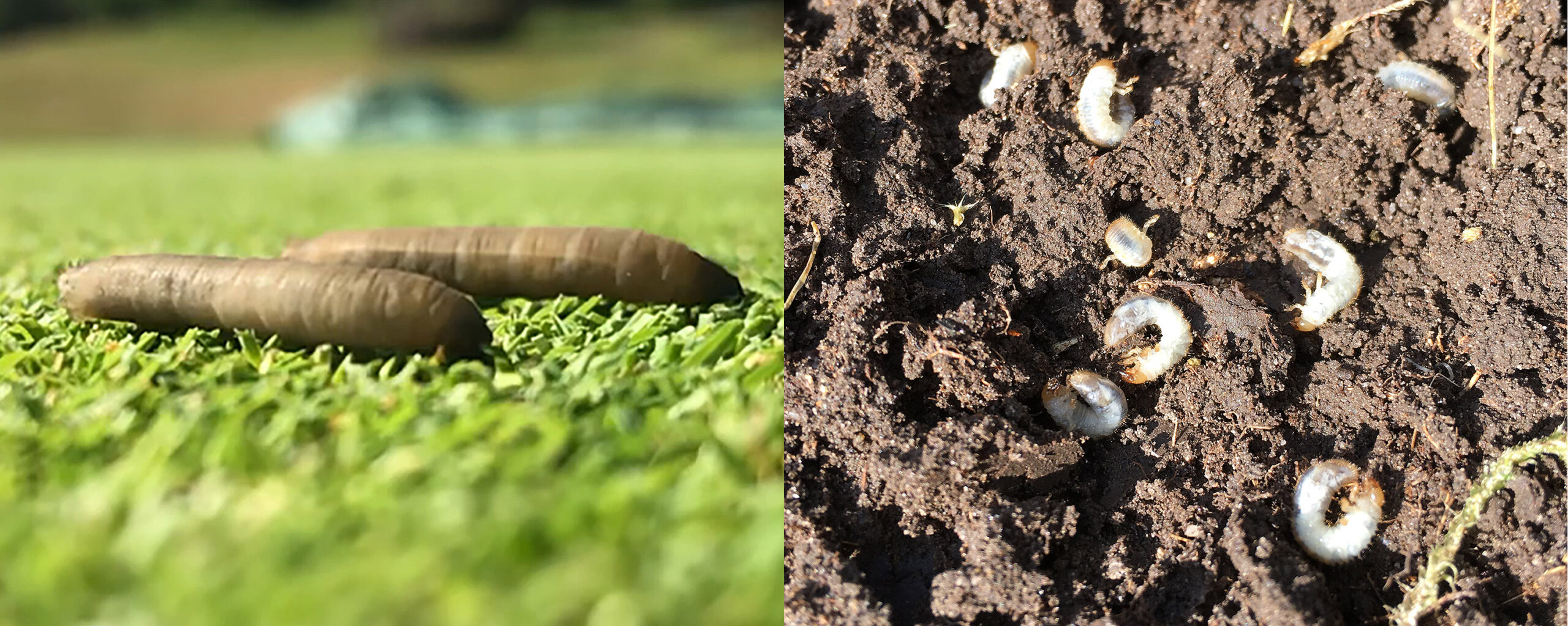 Leatherjacket and chafer grubs.
