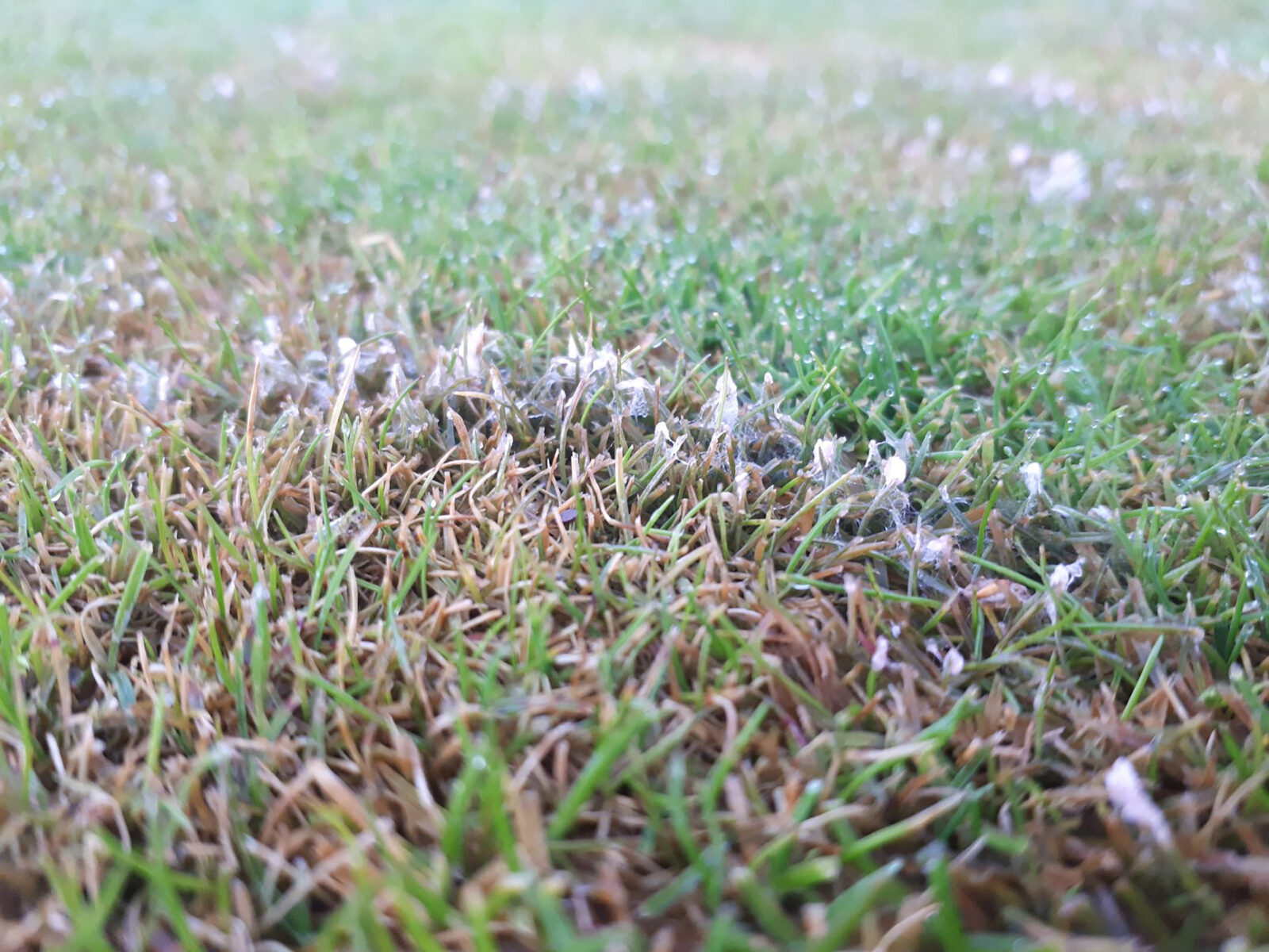 Microdochium patch developing on turf surface 