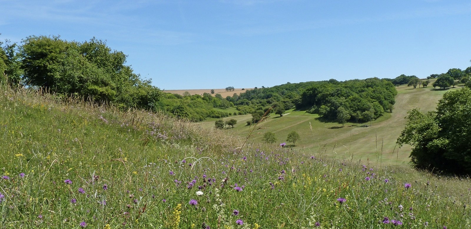Pyecombe Golf Club is pioneering wildlife-friendly management of the course