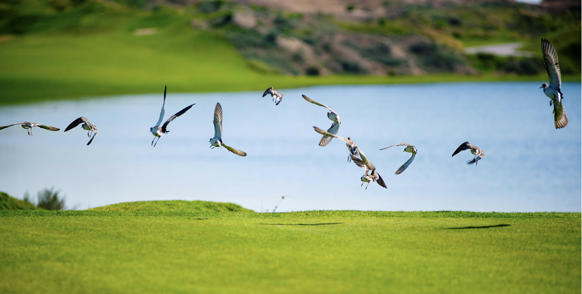 Al Mouj Golf in Oman has been re-certified in the GEO and Audubon standards for 2023