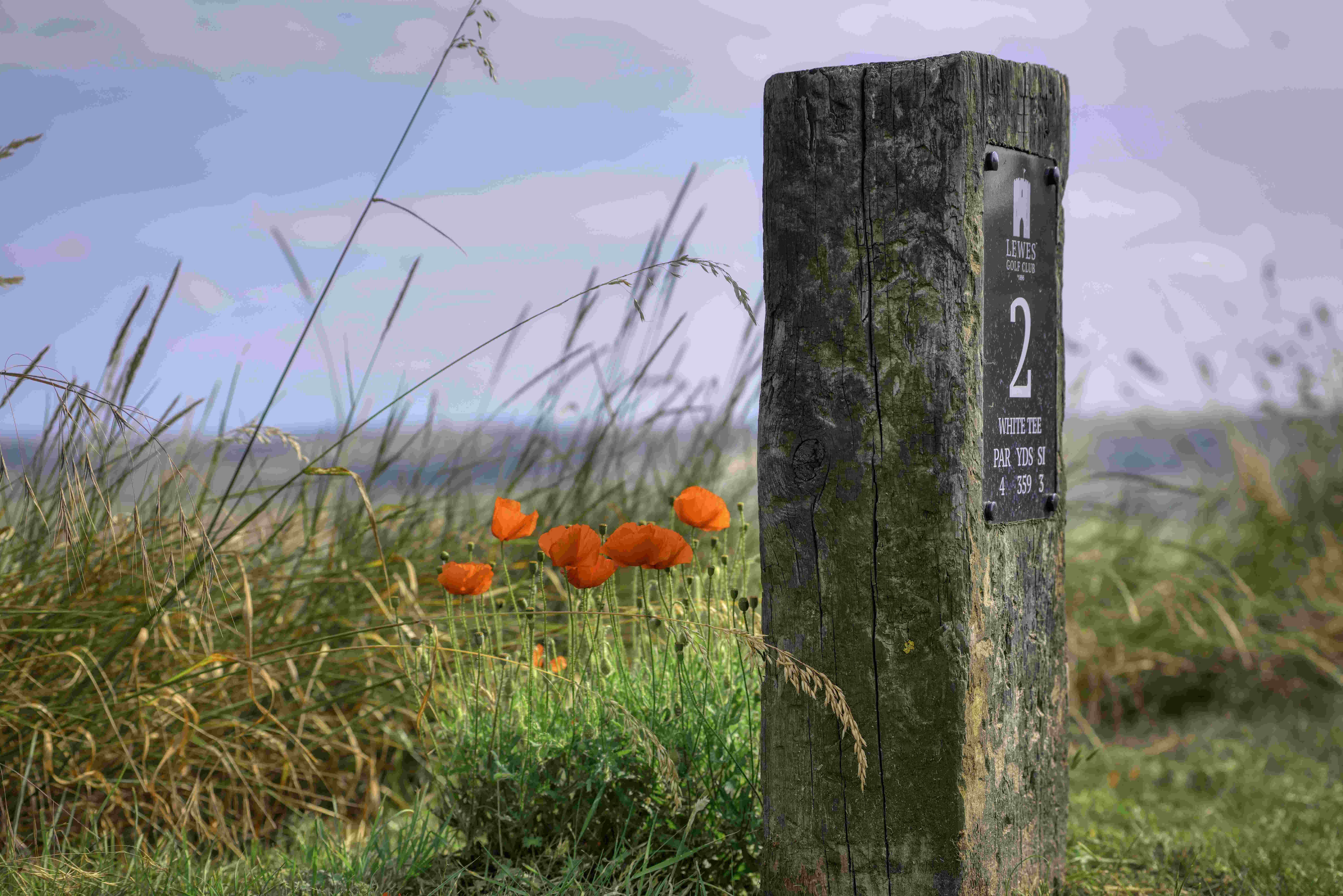 Lewes Golf Club is leading the way with nature recovery