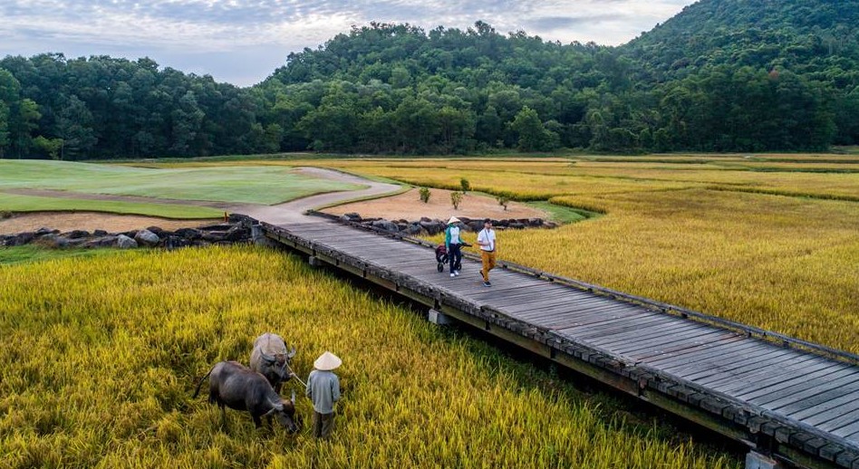 Rice grown in the paddies at Laguna Golf Lang Co is donated to families and seniors who live near the club