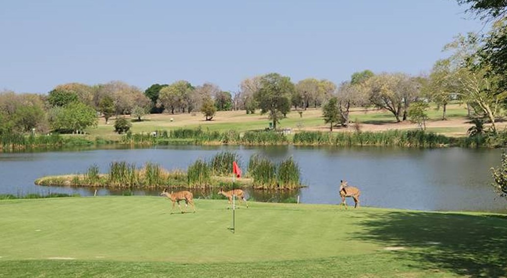 Skukuza Golf Club in the Kruger Park in South Africa – has hazards you will not see on any course in deepest darkest Surrey, as the clip at the end of this column will show!