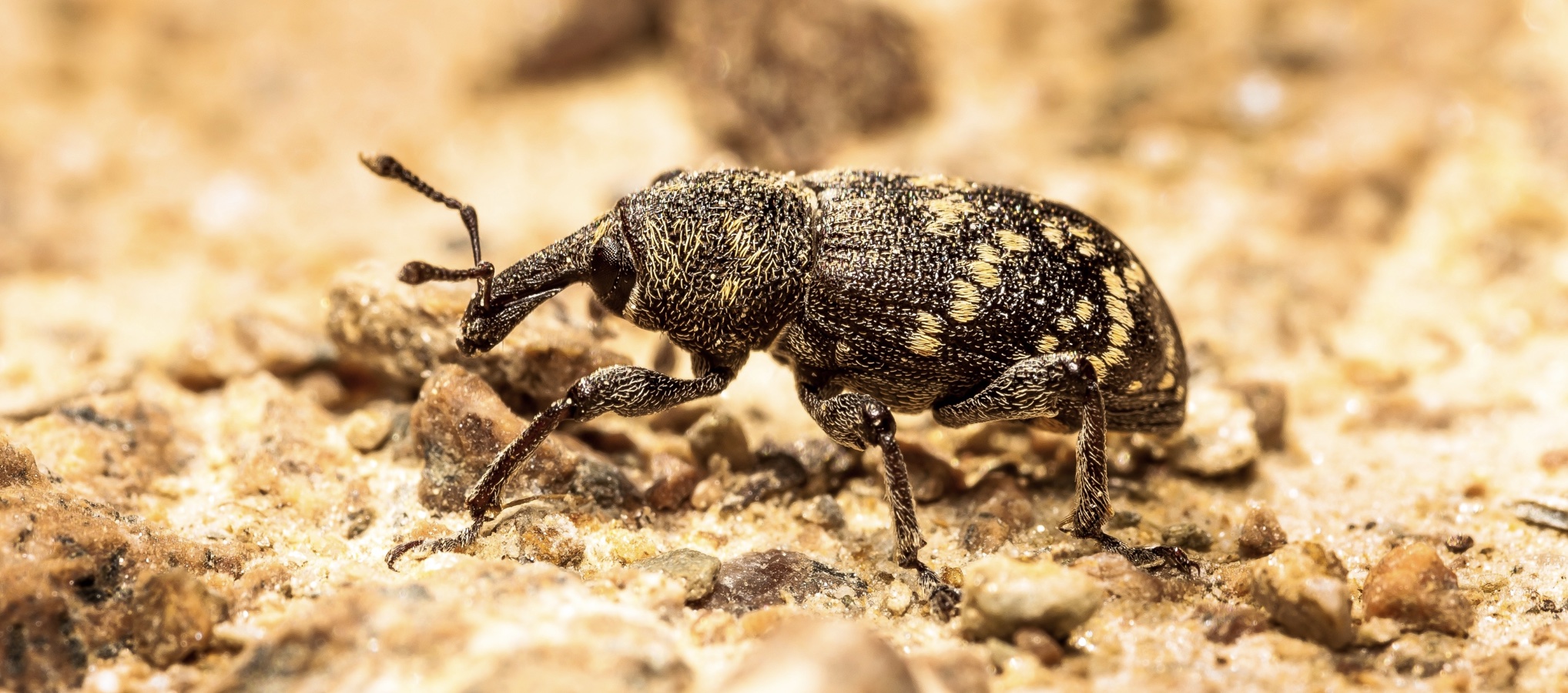 Lanzarta enables estate managers to safeguard newly planted and naturally regenerating saplings from the damaging effects of Hylobius weevil