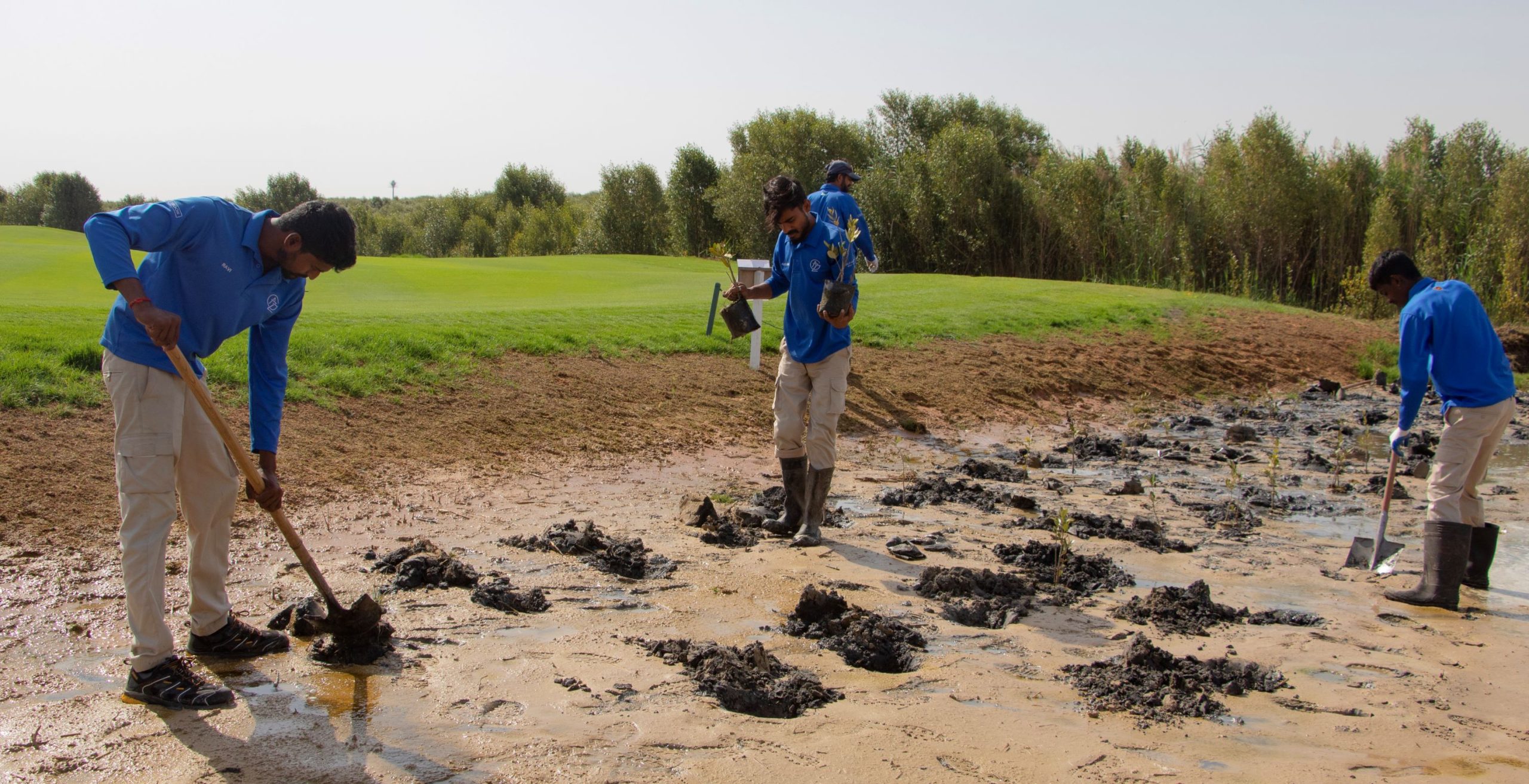 Agronomy Associates planting Mangroves at Al Zorah