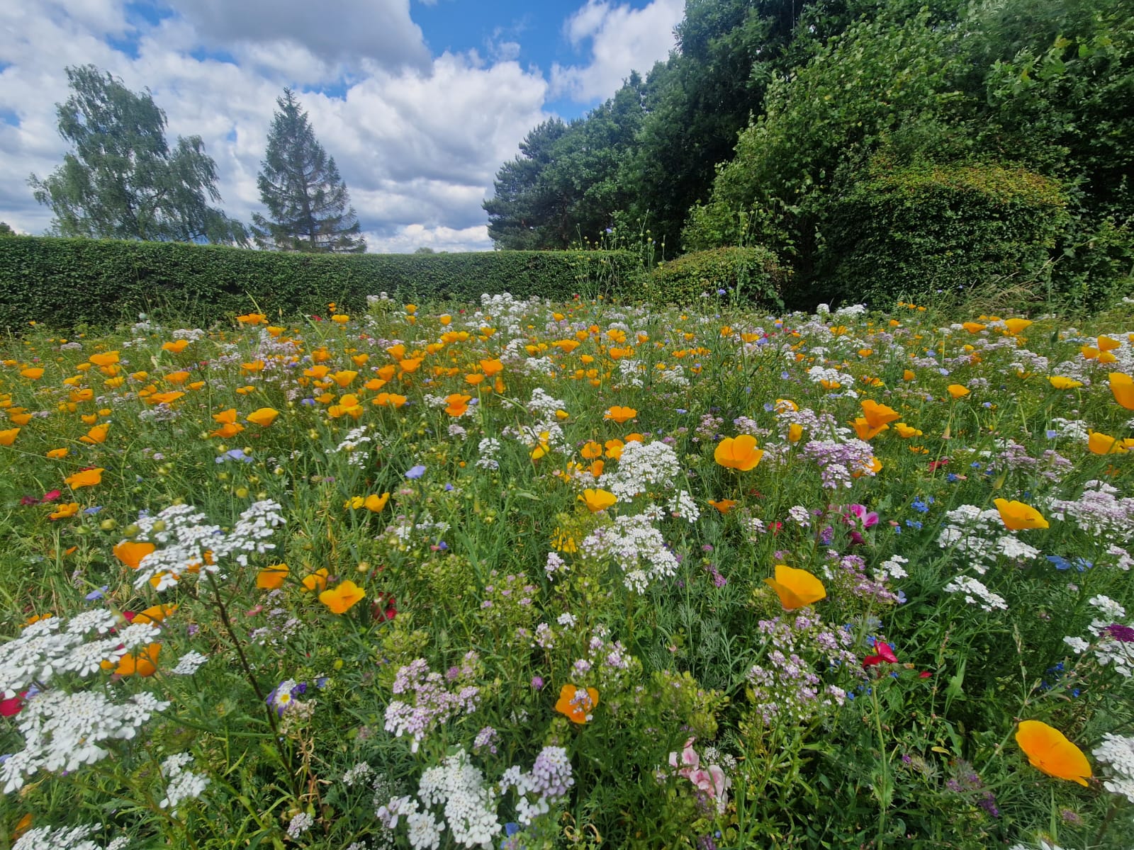Lees Hall GC's investment in wildflower planting has provided a boost of colour on the fringes of the golf course
